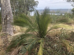 Macrozamia communis