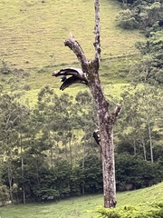 Pteroglossus aracari