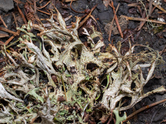 Platismatia stenophylla