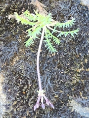 Chaerophyllum australianum