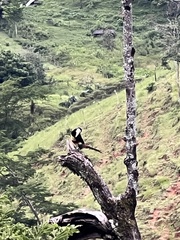 Pteroglossus aracari