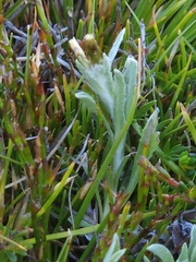 Argyrotegium poliochlorum