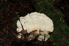 Jahnoporus hirtus