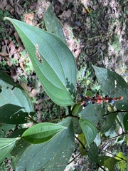 Miconia nervosa