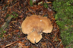 Jahnoporus hirtus