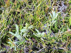 Argyrotegium poliochlorum