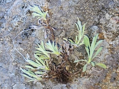 Argyrotegium poliochlorum