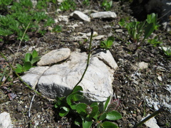 Equisetum variegatum