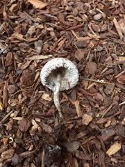 Leucoagaricus flammeotinctus