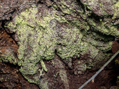 Chaenotheca furfuracea