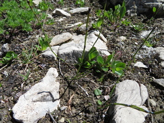 Equisetum variegatum