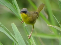 Geothlypis poliocephala