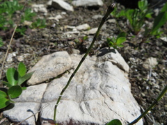 Equisetum variegatum