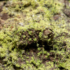 Chaenotheca furfuracea