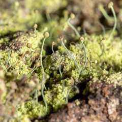 Chaenotheca furfuracea