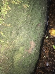 Jubula pennsylvanica