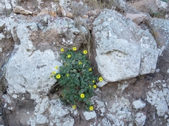 Perityle cordifolia
