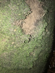 Jubula pennsylvanica