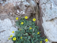 Perityle cordifolia