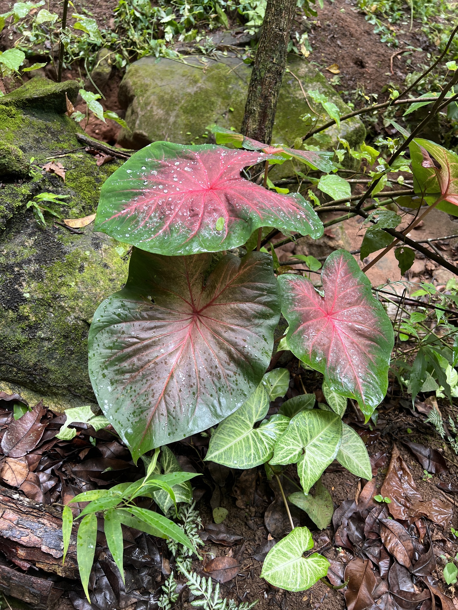 Caladium bicolor
