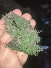 Jubula pennsylvanica