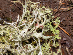 Platismatia stenophylla