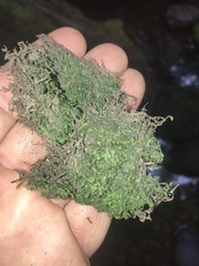 Jubula pennsylvanica