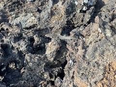 Microlophus albemarlensis