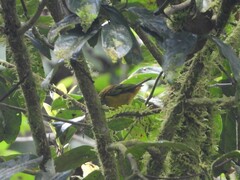 Tangara icterocephala