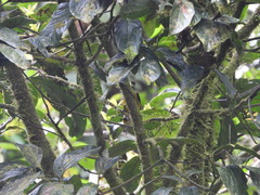 Tangara icterocephala