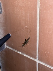 Schistocerca melanocera