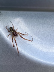 Phonognatha graeffei