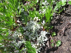 Antennaria alpina
