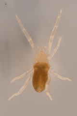 Rhagidiidae