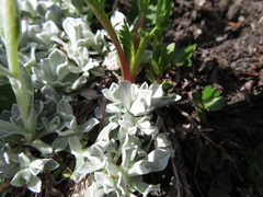 Antennaria alpina