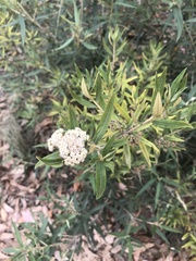 Ozothamnus argophyllus