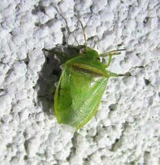 Piezodorus guildinii