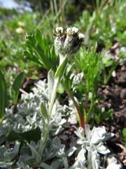Antennaria alpina
