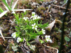 Cherleria biflora