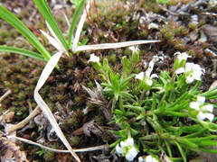 Cherleria biflora