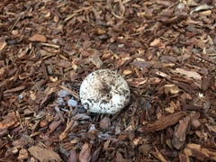 Leucoagaricus flammeotinctus