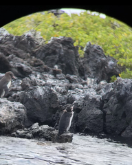 Spheniscus mendiculus