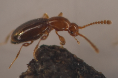 Catalinus angustus