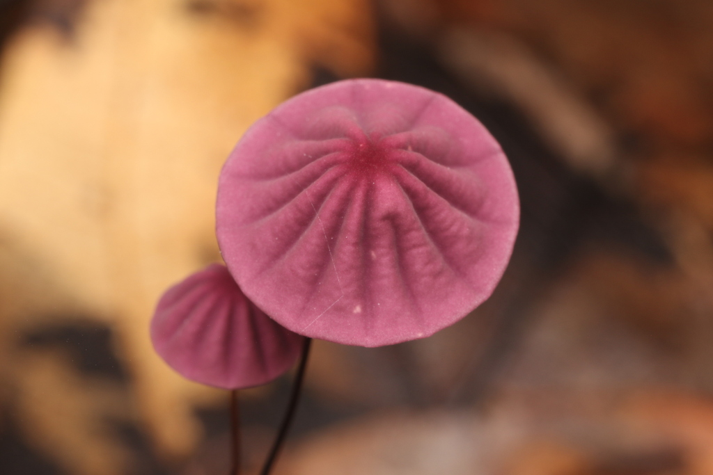 Marasmius haematocephalus · December 2022 · photo: © catullus (iNaturalist, cc-by-nc)