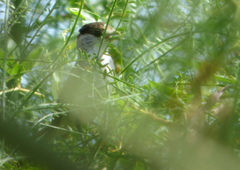 Xenopsaris albinucha