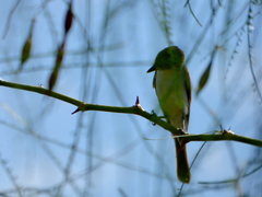 Xenopsaris albinucha