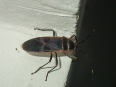 Physopelta