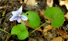 Viola floridana