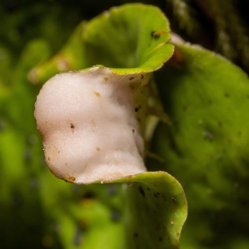 ruffled freckled pelt lichen