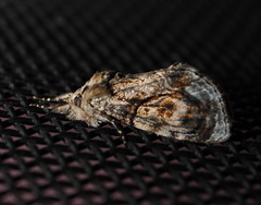 Zalissa catocalina